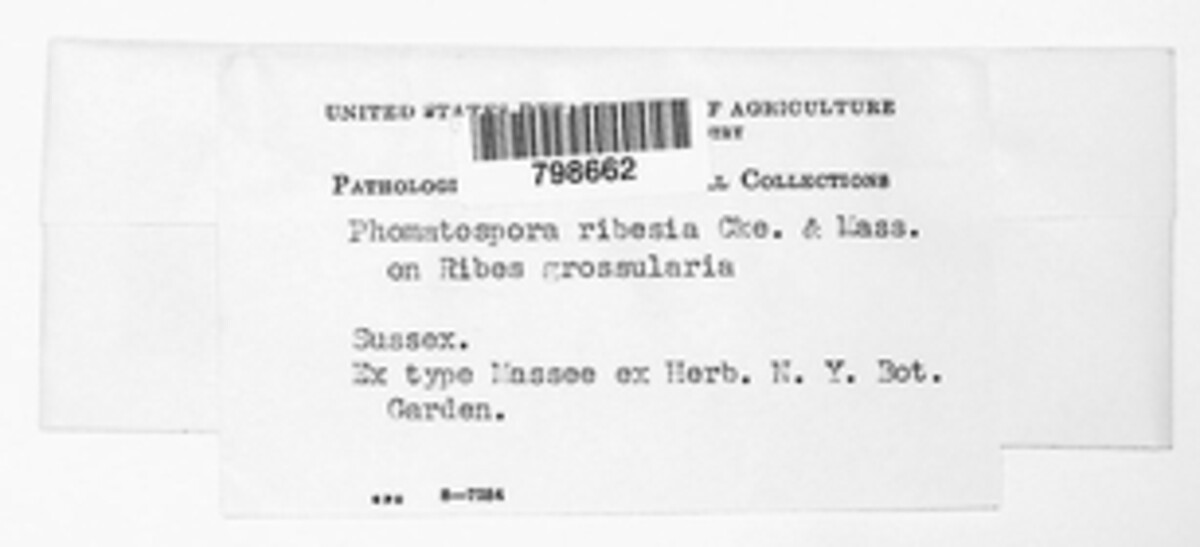 Phomatospora ribesia image
